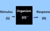 Behavioral Theories Overview