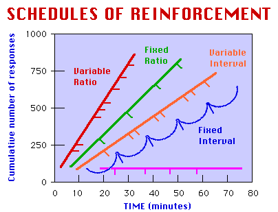 Sample Quiz For Schedules Of Reinforcement