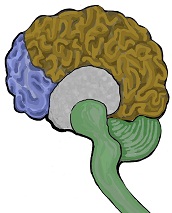 Quadrune brain
